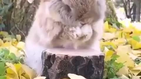 Fluffy bunny