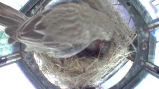 The House Finch Story - Nest Building, Brooding, Raising, and Fledging
