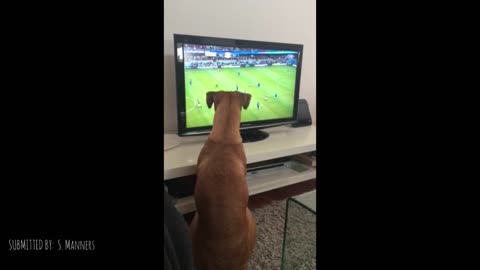 Dog Loves Watching The Ball On TV