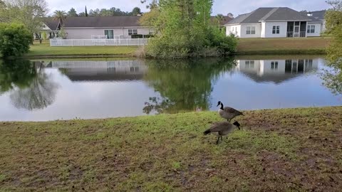 What sounds? Huh? Geese?