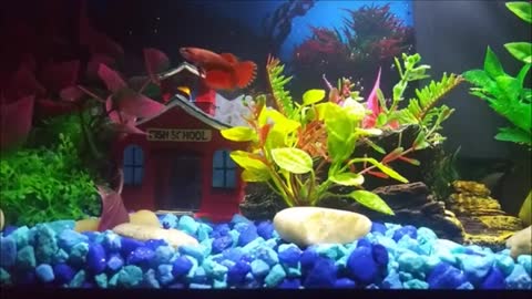 Female Betta Fish Day 2 in the Aquarium Relaxation Video Calming Soothing Peaceful Enjoy