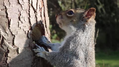 Watch closely Squirrel Eating From Tree Trunk