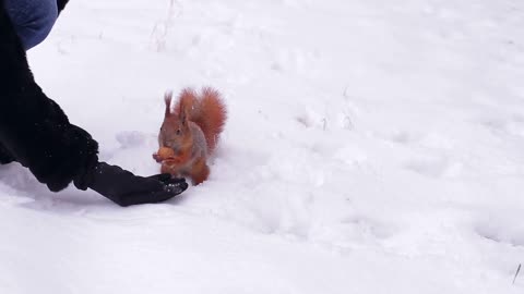 Little girl feeds the squirrel nuts. Hand squirrel in a snowy forest. Squirrel in the winter park