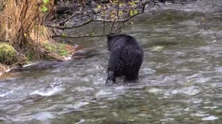 Black bear catch salmon at stream