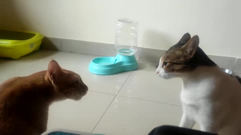 My Cats - Talking to each other