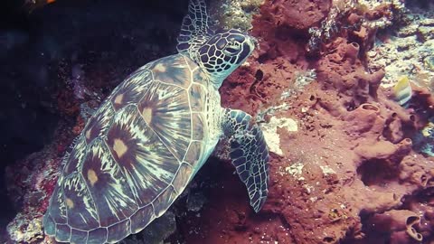 Sea turtles journey between land and sea and swim.