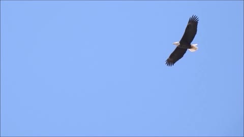 Big Bald Eagle Hunting Over My Head