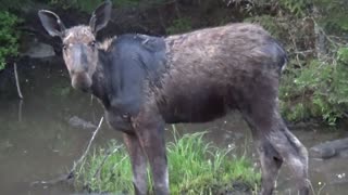 Roadside Moose