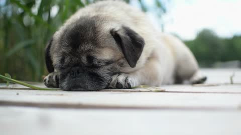 Is This Cute Puppy Meditating?