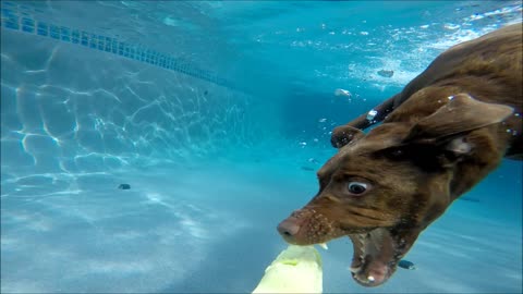 Chocolate Labrador Retriever Star dives underwater in swimming pool for her dog toy