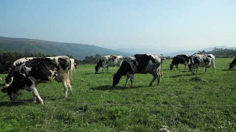 Cows Grazing In Mountain Meadow Video
