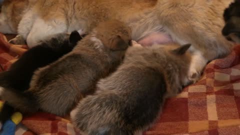 Corgi Dog Feeding Puppy Pet Animal