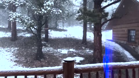 David Wilcock Hangout- Two Stunning Coyotes Appear in the Snow