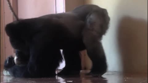 Dancing monkey