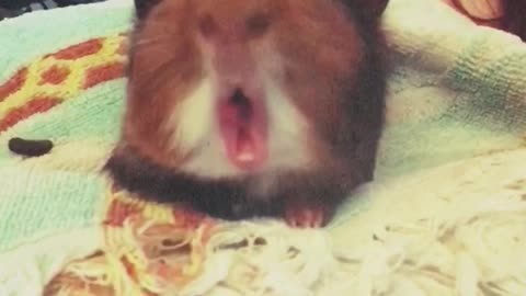 Roaring guinea pig