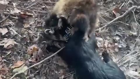 Coon Smash