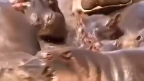 Hippos Get Revenge