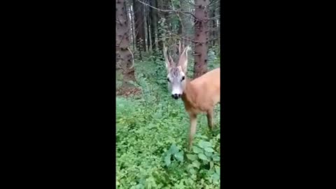 Feeding Wild Forest Creatures Mushrooms