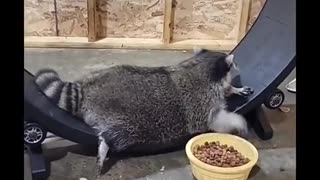 Raccoon Snacks on Exercise Wheel