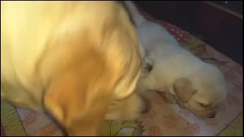 Puppies fighting