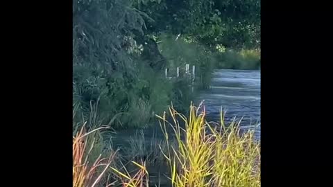 Moose Meanders into Kenai River to Swim