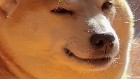 ‘’sexy dog‘’~~~