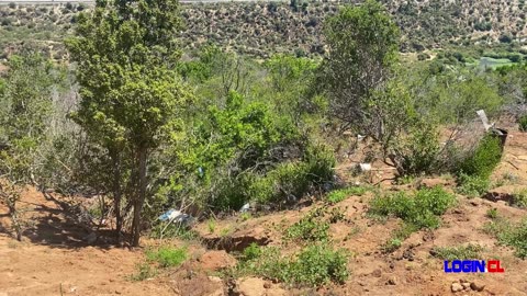 Detectan corta ilegal de bosque nativo