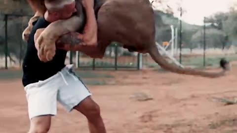 "Heartwarming Moment: Lion's Incredible Jump and Loving Hug with Trainer"
