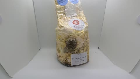 Blue Oyster Mushroom Bag - 5 DAYS INTO 15 SECONDS -
