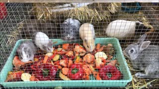 Grey and White Guinea Pigs