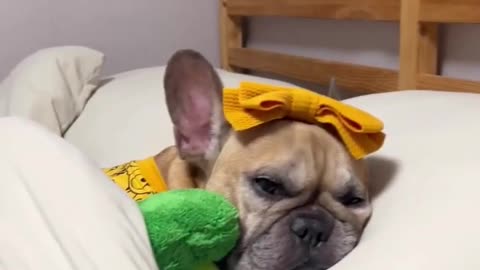 This French Bulldog is too cute to work | cute dog video |