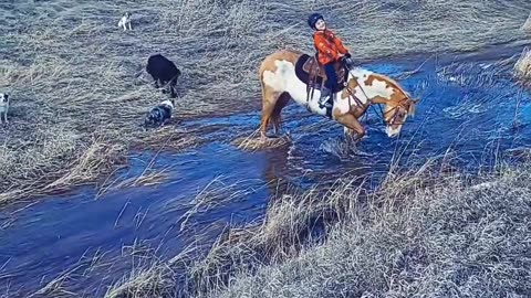 Horse Lies Down in Creek With Young Rider