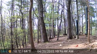 The Woods - 04/21/2022