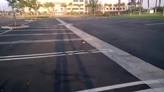 Rescued baby bird returned to parents.