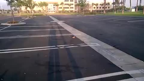 Rescued baby bird returned to parents.