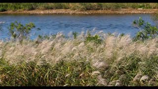 silver grass by the river