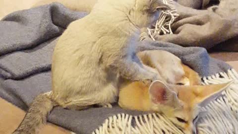 Cat gives fennec fox relaxing massage