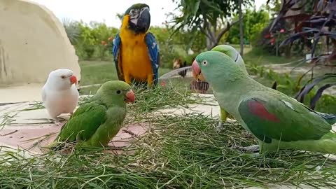 Talking Parrot Greeting Baby Parrot