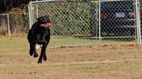 Cheesy music to slo mo cane corso running