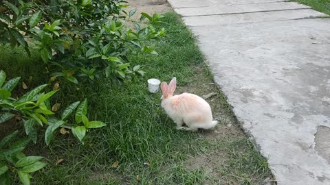Cute rabbit playing and eating