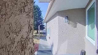 Woodpecker Rings Doorbell