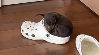 Tiny Dog Curls Up Inside Croc