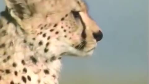 Cheetah Full Speed || Fastest Animal in the world #cheetah #shorts