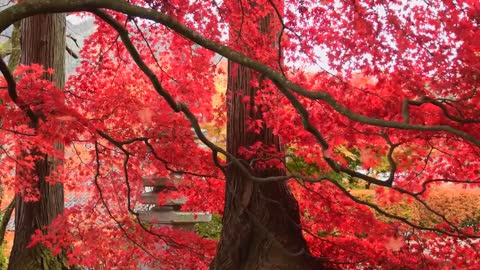 Red Leaves