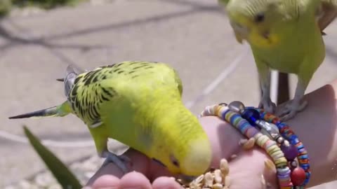 Parrot Video | Parrots | Talking Parrot | Parrot Drawing | Colour Green Parrot