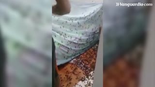 Video: Hormigas culonas invadieron vivienda en Bucaramanga