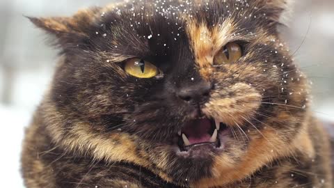 Furious wild feline with snow in hair