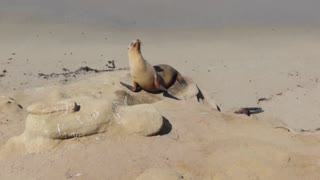 sea ​​seal