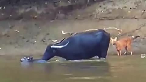 Mother buffalo risk her life for baby buffalo in river