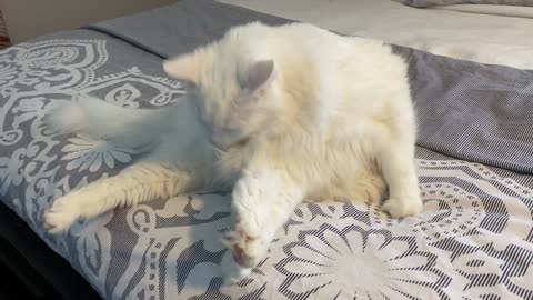 fluffy cat cleans his toe feathers